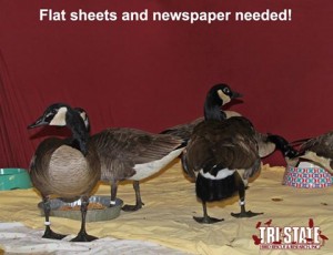 tri-state bird andrescue, delaware, sussex county, donations, kent county, new castle county,