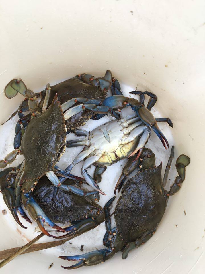 Blue claw crabs from the pot, all were undersized and returned