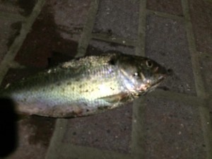 bunker, delaware, sussex county, cedar creek,