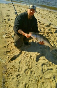 striped basss, delaware, maryland, chesapeake bay, sandy point, sussex county, rockfish, linesider