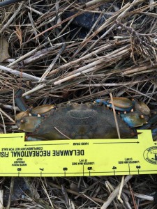 delaware, sussex county, blue claw crab, hard crab, softshell crab, peeler, bait, trot line, crab pots, hand lines