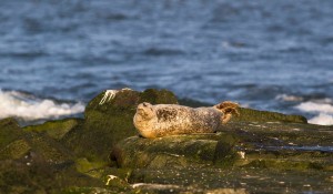 harbor seal, indian river inlet, 