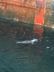 seal, delaware bay, sussex county, site 11, the anchorage,