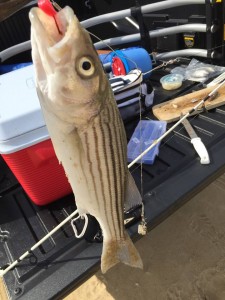 striped bass, rockfish,line sider, delaware, sussex county, cape henlopen state park, beach fishing