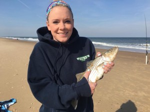 striped bass, rockfish, dewey beach, rehoboth beach, bethany beach,lewes, delaware, sussex county, 