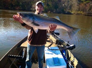 striped bass, rockfish, linesiders, broad creek , laurel, nanticoke river, spawning bass, 