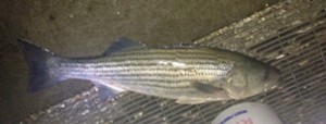 florida,striped bass, sebastian inlet, rockfish, linesider