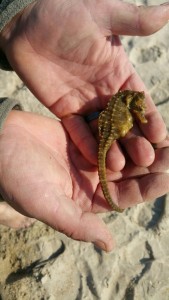seahorse, delaware, sussex county, beaches, beach combing, cape henlopen state park, delaware seashore state park, 3rs beach crossing