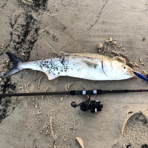 bluefish, delaware, indian river inlet