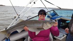 striped bass, delaware river, upperdelaware bay, new castle county, kent county, rockfish, linesider, 