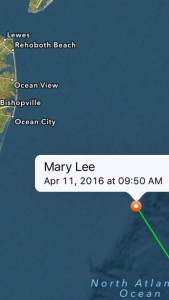 mary lee,ocearch, tagged great white sharks, delaware, maryland, sussex county, worcester county, ocean city, 