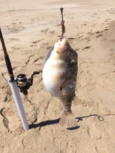 northern puffer fish, delaware, sussex county, herring point beach, cape henlopen state park, blow toad, chicken of the sea, puff puff give