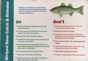 handling striped bass, fish