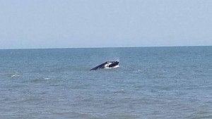 whale indelaware, lewes,cape henleopen, sussex county