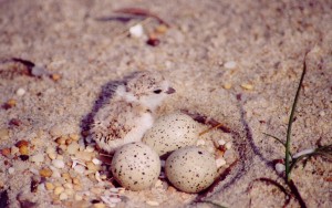 piping plover nest, chicks, delaware, sussex county, beach closures, gordons pond, cape henlopen state park