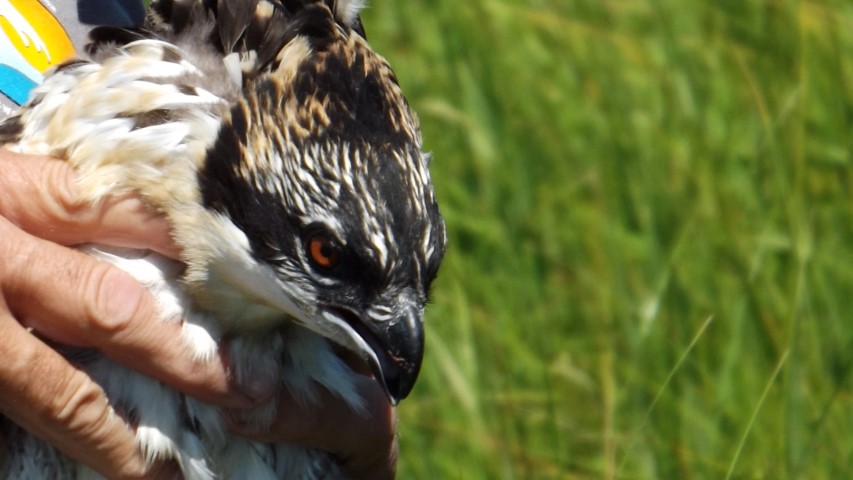 osprey tagging, cape water tours and taxi, delaware, sussex county, migratory raptors, broadkill river, lewes canal, rehoboth bay
