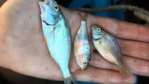 baitfish, delaware, sussexcounty, minnows,  inland bays,  peanut bunker, pinfish,  spot