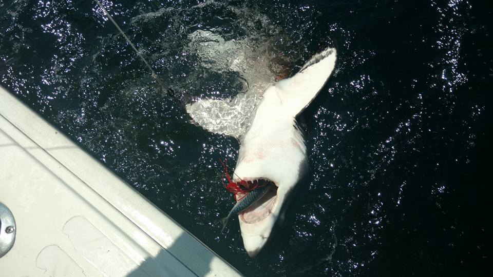 oceancity maryland, great white shark, delaware, sussex county, mary lee
