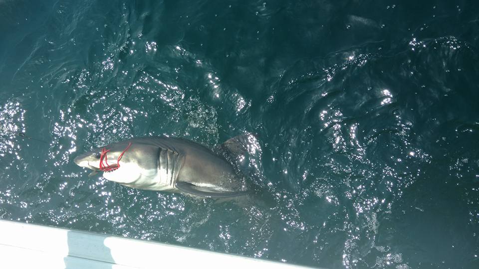 great white shark, ocean city, delaware, sussex county, maryland