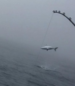 mako, katydid sportfishing, delaware, sussex county, lewes charters, lewes canal