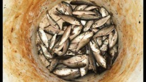 mullet, inland bays, delaware, sussex county, rehoboth bay, indian river bay, assawoman bay,