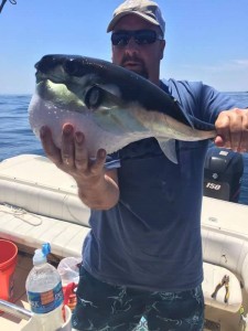 rabbit fish, puffer fish, delaware, sussex county