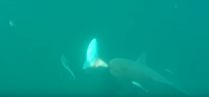 bull shark, black tip shark, palm beach pete, 