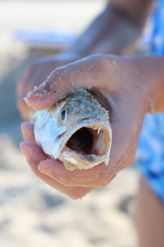Spike trout, delaware, sussex county