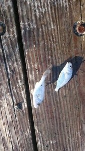 spot, striper candy, flounder bait, delaware, sussex county, indian river bay