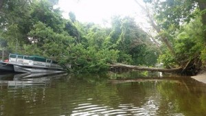 assawoman canal, ocean view, bethany beach, tree across canal, cann I navigate the canal to ocean city,