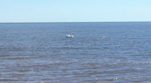 goose at sea, cape henlopen state park, lewes, delaware, sussex county, geese on the water, gander swimming, snow geese on water