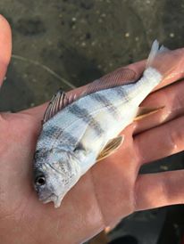puppy drum, inlandbays, delaware, sussex county, black drum,