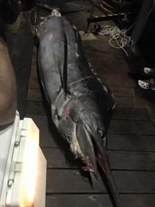 White MArlin Open, ocean city, maryland, get reel lands huge marlin, small boat big fish, billfish