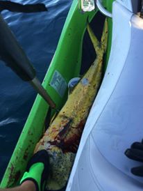 mahi mahi, dolphin fish, el dorado, jet ski fishing, delaware, sussex county, pwc fishing, personal water craft, sea doo, yamaha, kawasaki,