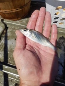 juvenile striped bass, augustinebeach, delaware, kent county, delaware river, salem 1, rockfish