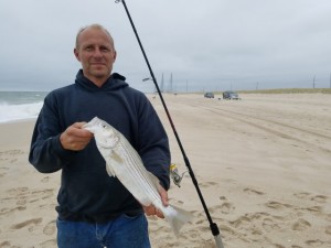 striped bass, rockfish, delaware, sussex county, conquest beach, charles w cullen bridge, indian river inlet bridge, surf fishing rod, drive on beach, orv permit