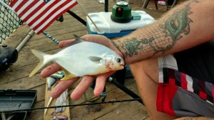 pompano, delaware, sussex county, cape henlopen fishing pier, delaware bay, harbor of safe refuge,