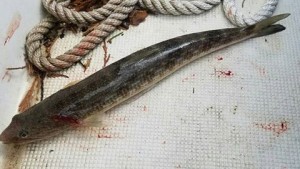 lizardfish, delaware, sussex county, indian river bay, chincoteague