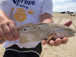 redfish, red drum, delaware, sussex county, cape henlopen state park