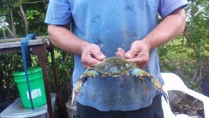 blue clawcrab, inland bays, delaware, sussex county, long neck, pot nets, paradise grill, jimmies, steamed crabs