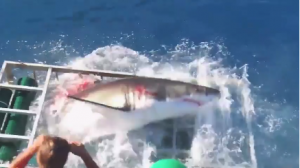 great white shark in cage