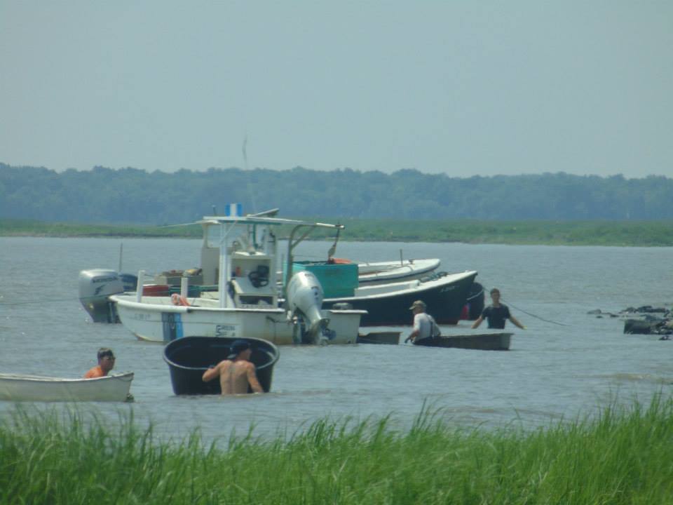 dnrec closes horseshoe crab fishery for 2016 delaware surf city tide chart 2016