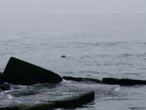 seal, delaware, sussex county, lewes, haystacks, ice breakers, inner wall, outer wall, harbor of safe refuge,