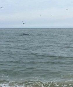 delaware, sussex county, fin back whales, whale, conquest beach, delaware seashorestate park, migratory rockfish, fall run, gannets, birds working baitfish, surf fishing,