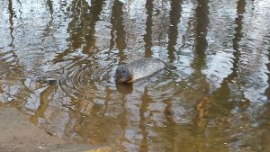 murderkill river, harbor seal, delaware, susssex county, bowers beach, delaware bay, tidal river, courseys pond