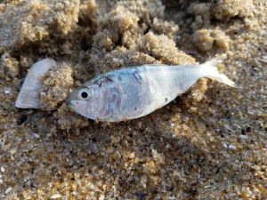 peanutbunker, delaware, sussex county, dewey beach, bass candy, striped bass, menhaden, surf fishing, bait ball,