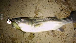striped bass, iri, indian river inlet, delaware, sussex county, linesider, rockfish, fishing report