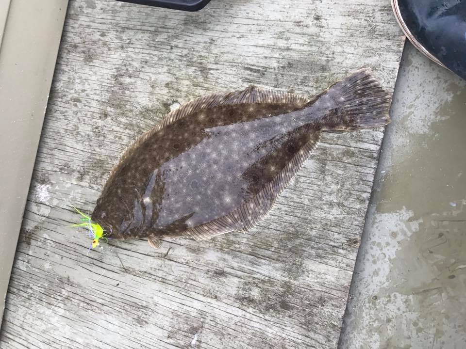 Summer Flounder caught in the Lewes Canal today by Captain Chris Ragni