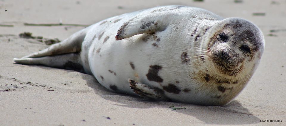 harp seal,fenwick island,delaware, sussex county,
