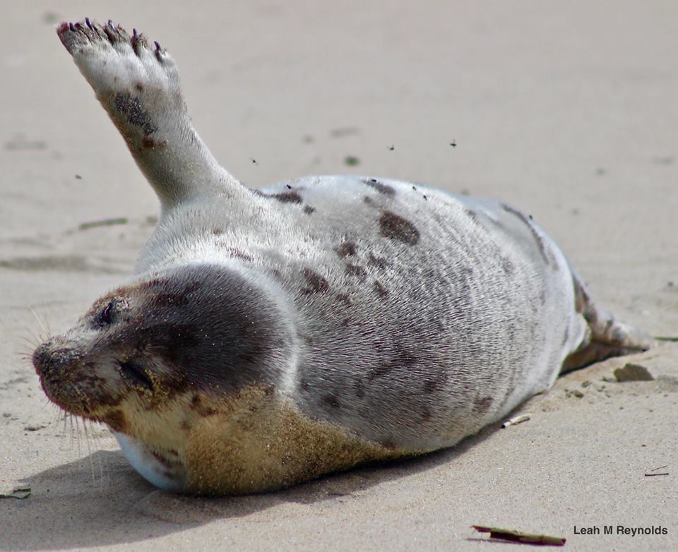 fenwick island, delaware,sussex county, harp seal,